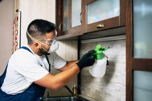 Best Termite Control Services  in Ava, MO