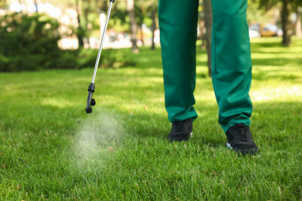 Best Termite Control Services  in Ava, MO