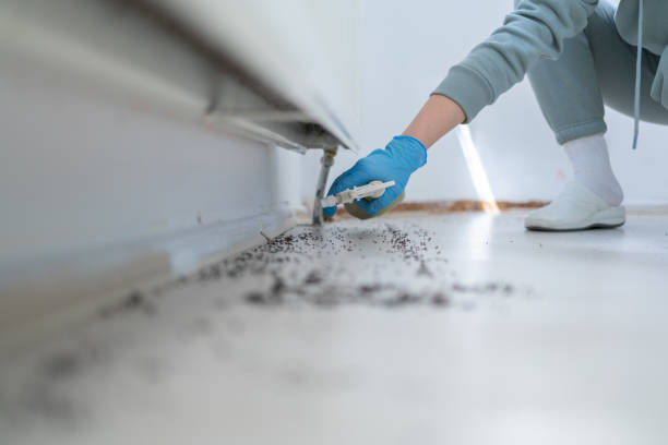 Best Local Pest Control Services  in Ava, MO